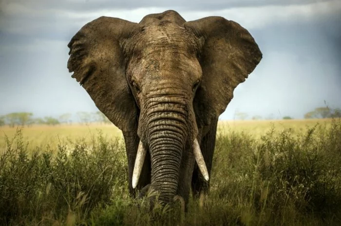 Ученые: Самцы слонов способны 