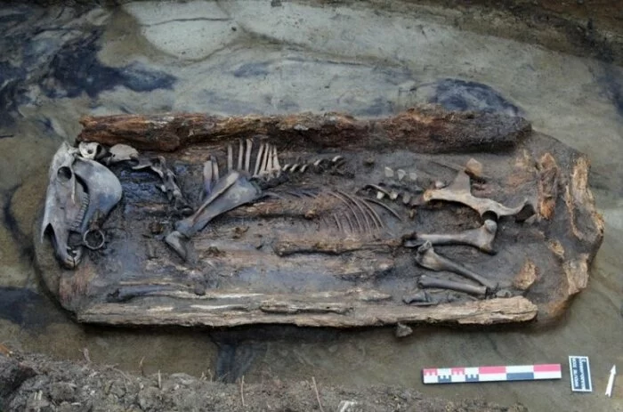 В Сибири нашли гробницу древней лошади