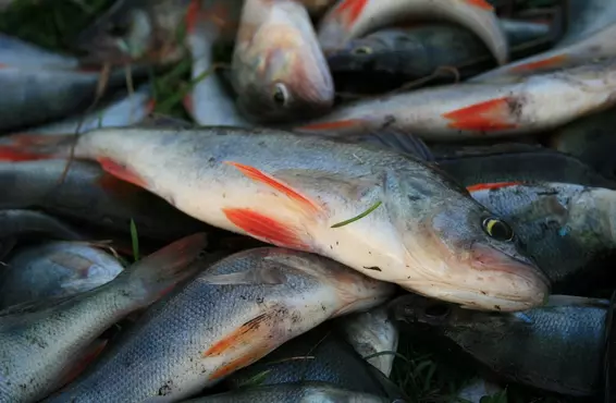 Россельхознадзор с 8 мая запретил ввоз рыбы из Турции