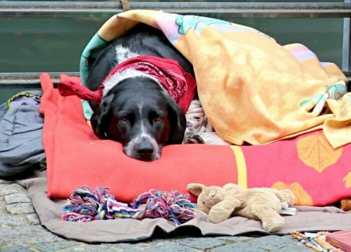 В Мурманске обнаружена свалка жестоко убитых собак