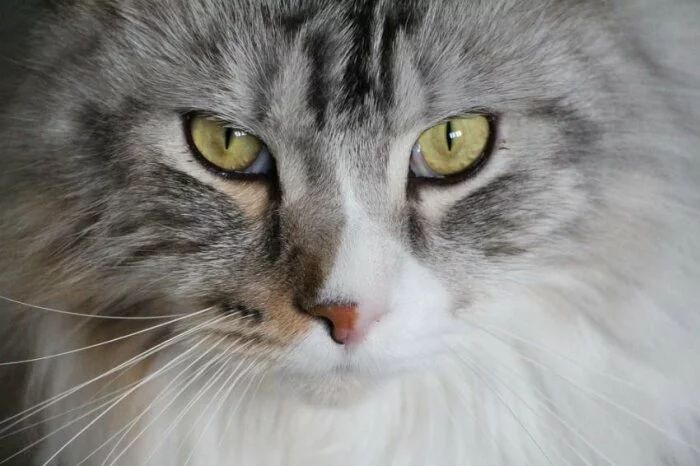 Жительница Италии подала в суд на соседку из-за кота, который вел двойную жизнь