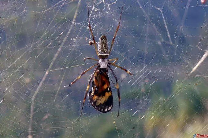 Ученые определили гены паучьего шелка у паука Nephila clavipes
