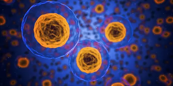 Ученые показали трехмерную модель работы живой клетки