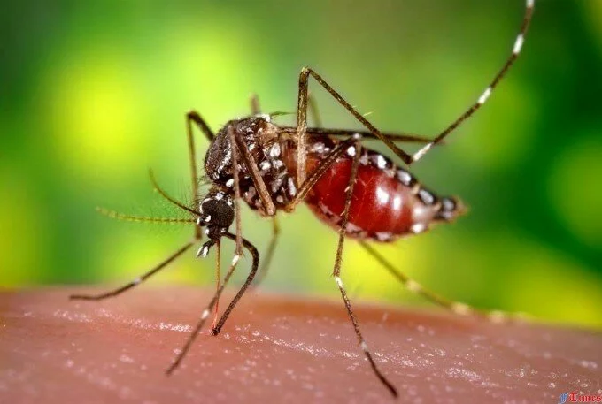 Ученые разрабатывают средство, вызывающее у комаров отвращение к людям