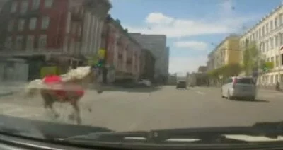 В Сети появилось видео броска пони под колеса автомобиля в Красноярске