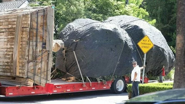 Брэд Питт приобрел огромное дерево для своего холостяцкого жилища