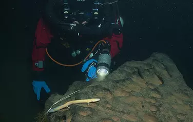 На рекордной глубине ученые нашли "человеческую рыбу"