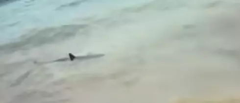 Спасатели убили акулу, распугавшую туристов у берегов Майорки