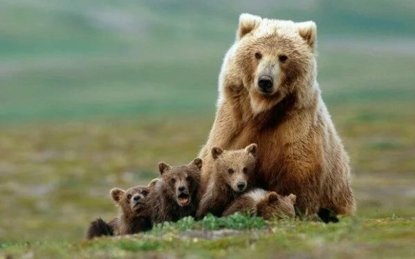 Спасенные в Красноярском крае медвежата-сироты станут артистами цирка