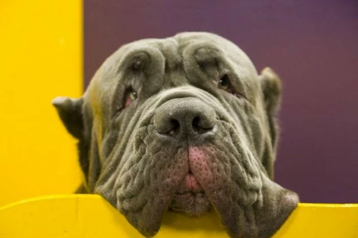 Самой уродливой собакой в мире признали мастино наполетано по кличке Марта