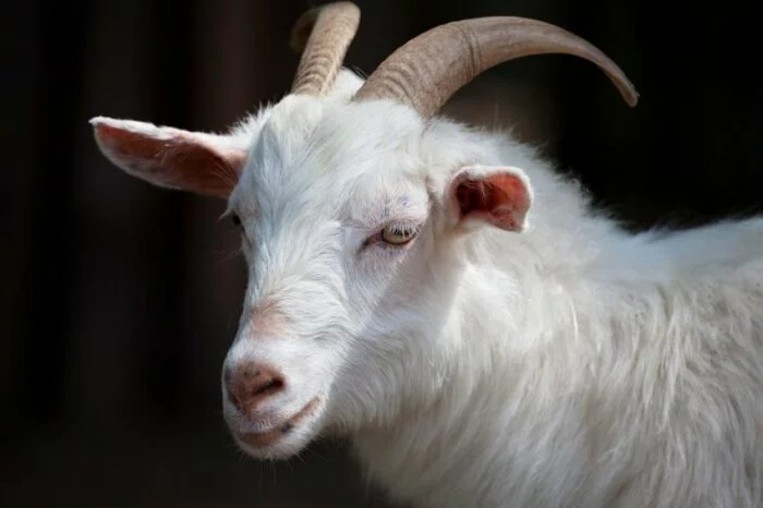 В Биробиджане раненая дика коза самостоятельно добралась до больницы
