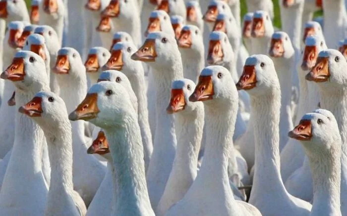 В Калифорнии гуси «пометили» посетителей «Диснейленда»
