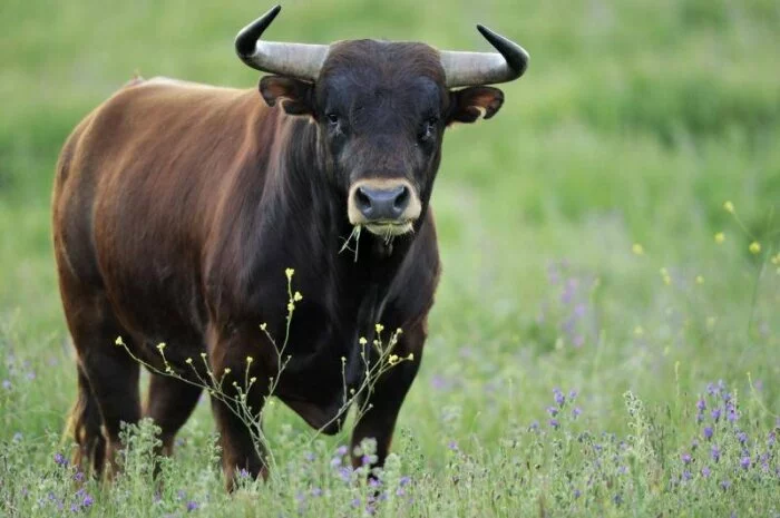 В Омской области бык забодал пастуха насмерть
