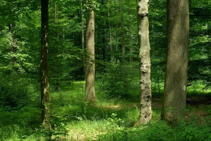 В Ростовской области в лесу туристы обнаружили останки чупакабры