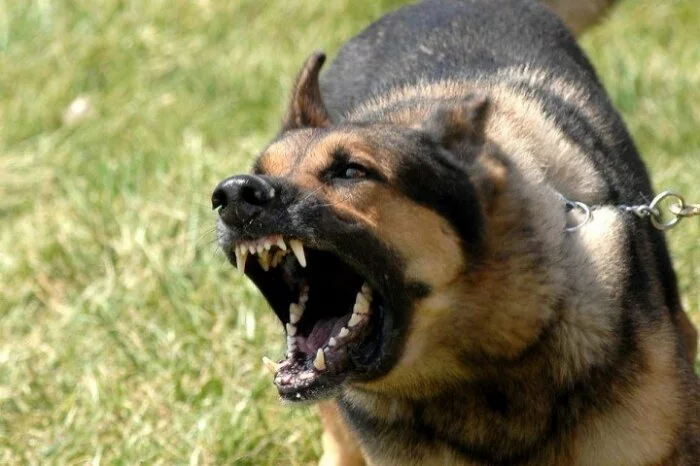 В Свердловской области голодная собака загрызла своего хозяина