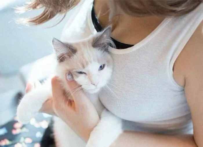 Японец выпустил книгу с женской грудью и котиками