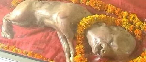 В Индии родившегося с «человеческой» головой теленка приняли за Вишну