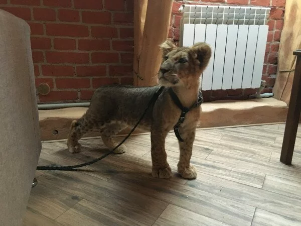 В кальянной в Москве нашли живого львенка