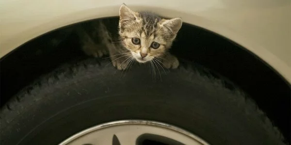 В Севастополе женщина бросилась под машину за котёнком