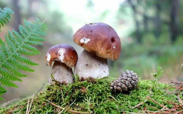 Больше всего отравлений от грибов зафиксировано во Владивостоке
