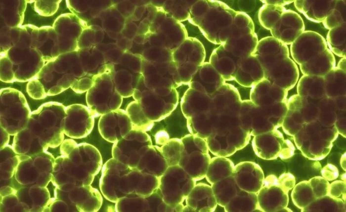 Бактерии с МКС сильнее земных при небольших размерах