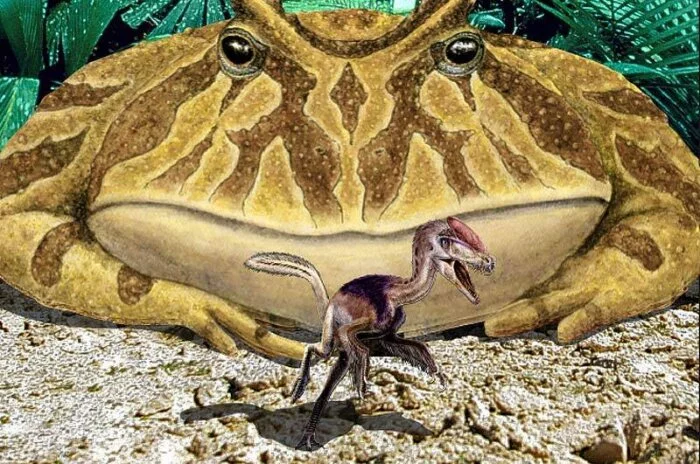 «Дьявольская» лягушка с Мадагаскара оказалась способна пожирать динозавров