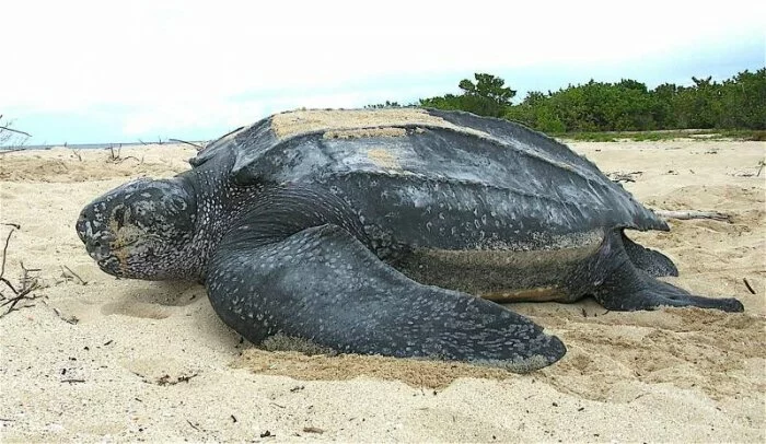 На пляже в Испании на берег выбросило труп 700-килограммовой черепахи