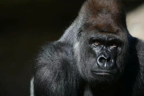 Человекообразных обезьян хотят причислить к роду Homo