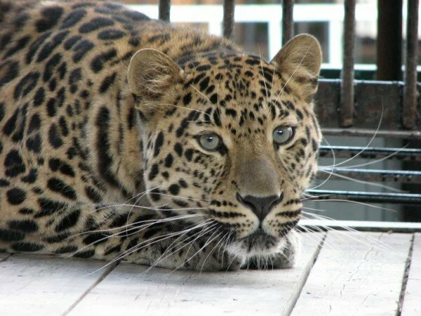Директор зоопарка в Саратове оказался под арестом из-за поведения леопарда