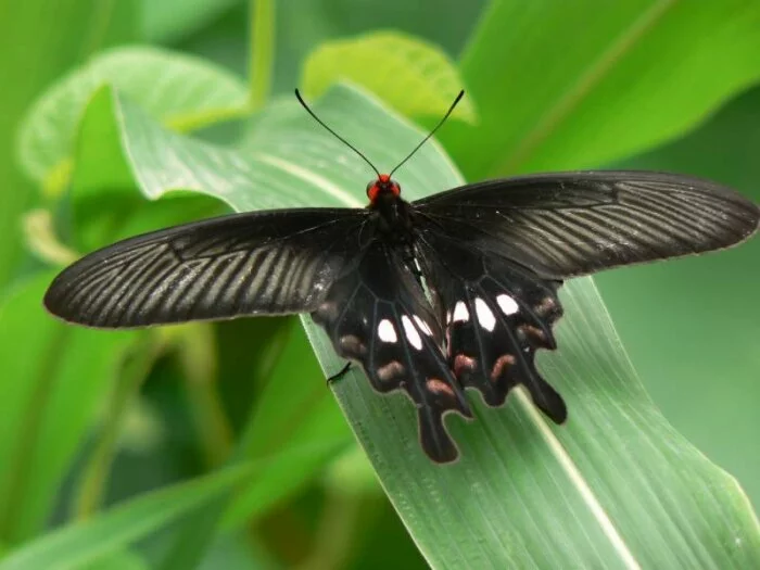 Ученые создали солнечные батареи из материала крыльев бабочки