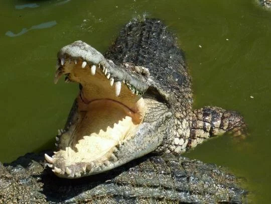 В Индонезии огромный крокодил терроризировал жителей деревни