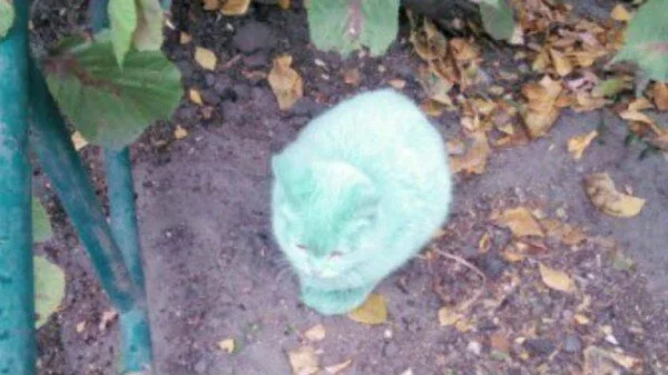 В Липецке живодеры облили кота раствором зеленки