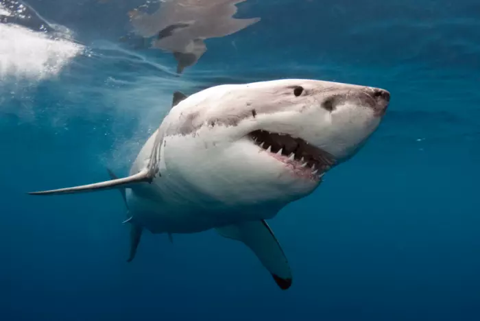 Атака ревущих акул на журналистов «Голубой планеты-2» попала на видео