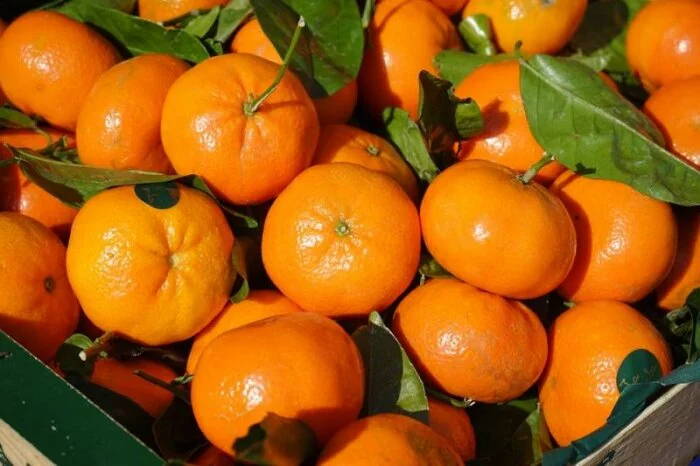 К новогодним праздникам в РФ апельсины и мандарины подешевеют на 20%