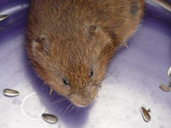 Ученые: Самцы мышей бросают партнерш за отказ пить алкоголь вместе с ними