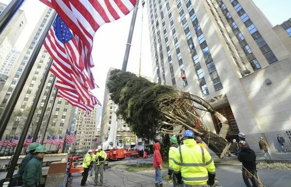 В Нью-Йорке установили главную рождественскую ель