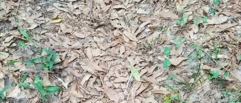 Фотография-загадка со змеей среди листьев стала хитом интернета
