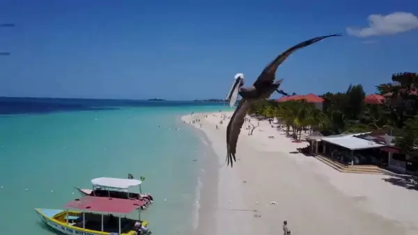 Пеликан врезался в беспилотник над пляжем Ямайки