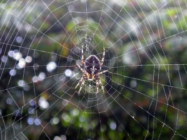 Телеведущий из США испугался паука в прямом эфире
