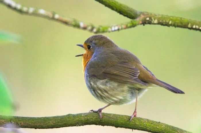 Эксперты: На звучание птичьих песен влияет шум автотранспорта