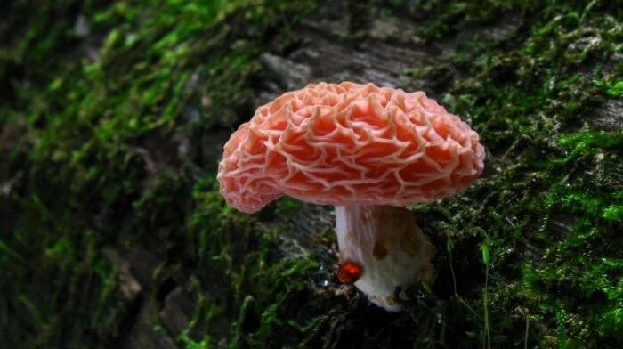 Ученые считают, что грибы с морского дна перевернули историю сложной жизни на Земле