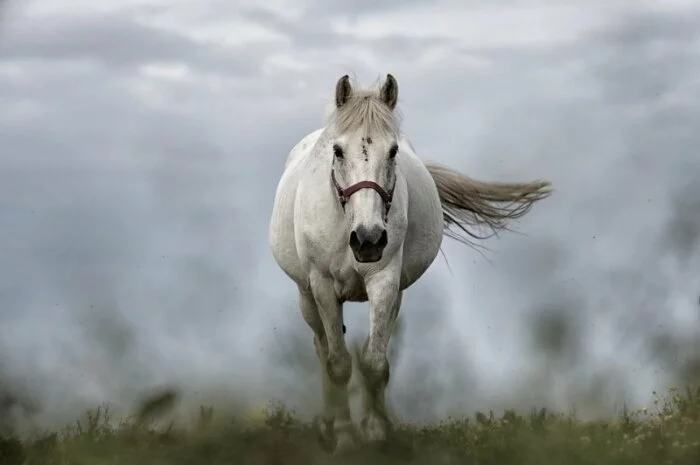 Ученые выяснили, откуда произошли домашние лошади