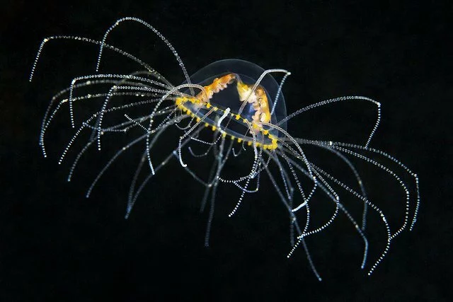Ученые из США нашли новый вид медуз с очень опасным жалом
