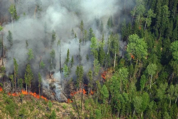 В Бурятии за сутки площадь лесных пожаров увеличилась вдвое