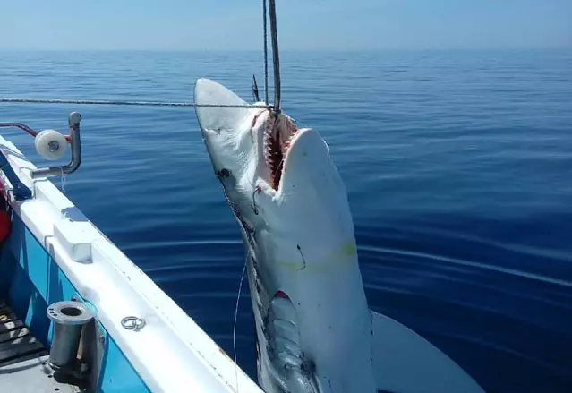 В Греции выловили 7-метровую акулу весом 300 кг