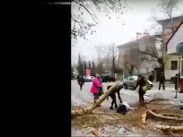 В Казани из-за сильного ветра дерево упало на женщину