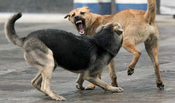 В Ростове стая бродячих собак жестоко искусала женщину