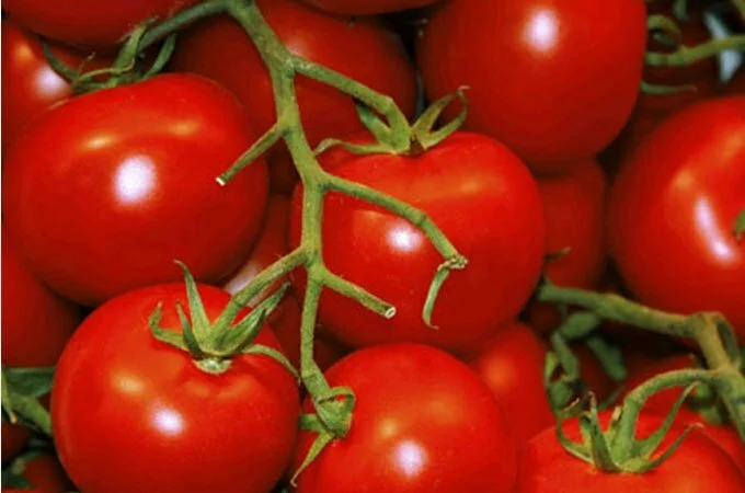 Беларусь является основным покупателем помидоров из Турции