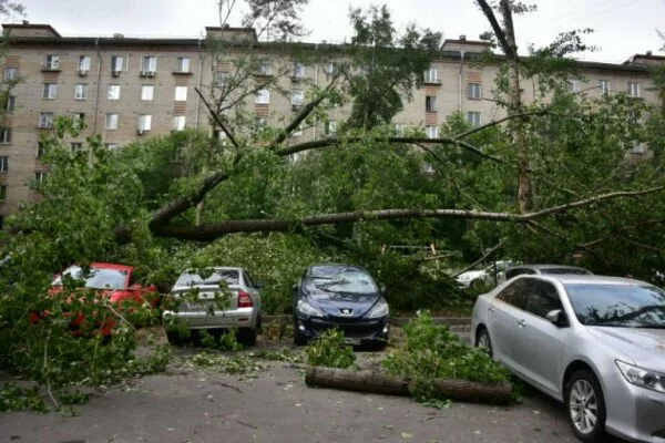 Дерево прижало двоих детей во время урагана в Москве