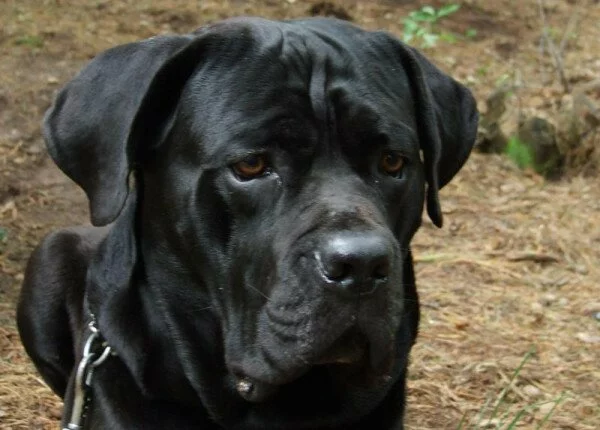 Неравнодушные петербуржцы ищут семью для избитого пса
